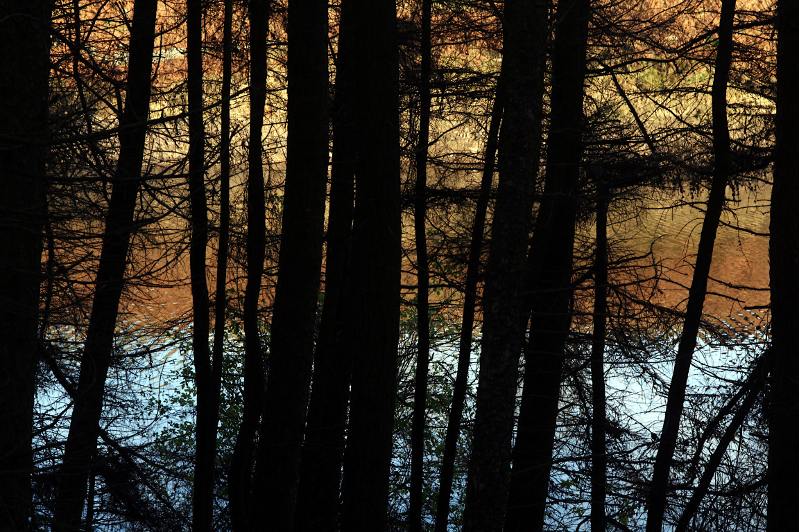 Thruscross Reservoir through Trees